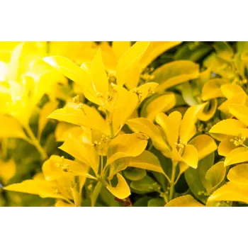 Yellow Croton Plant